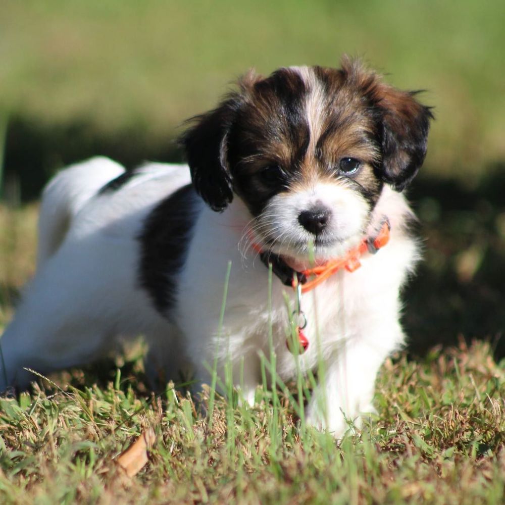 Meet your Posher, Odile